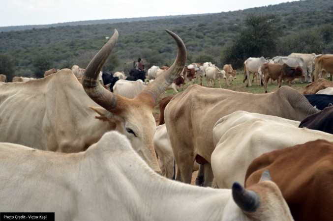 Herders and their cows passing through Mpala