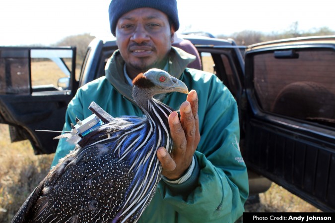 Vulturine Guinea Fowl -Sylvester Karimi installing a GPS tracker