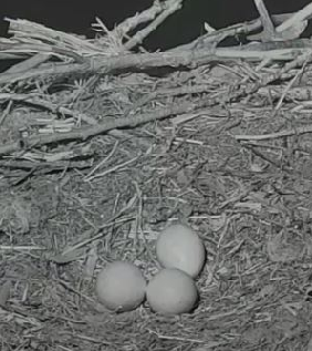 Charlotte's eggs