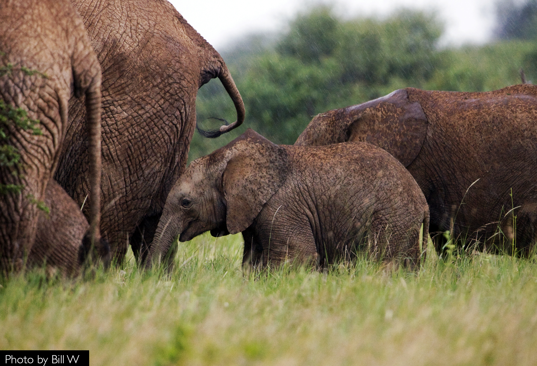 Rescued Baby Elephant named Mpala the Playful | Explore