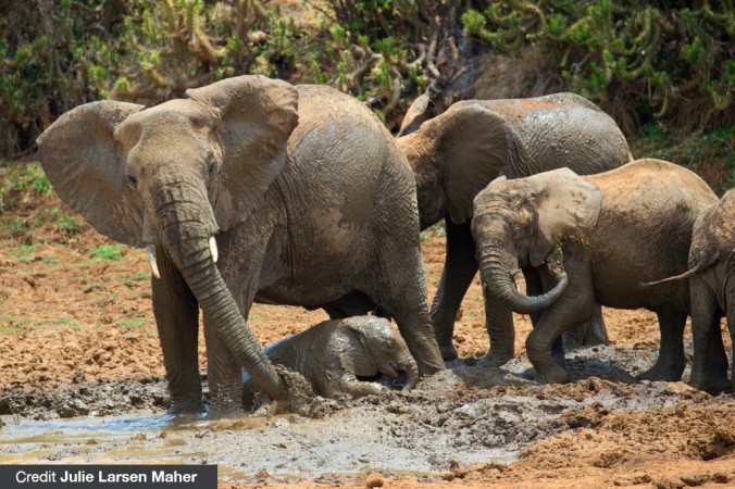 Mud bath at the watering hole
