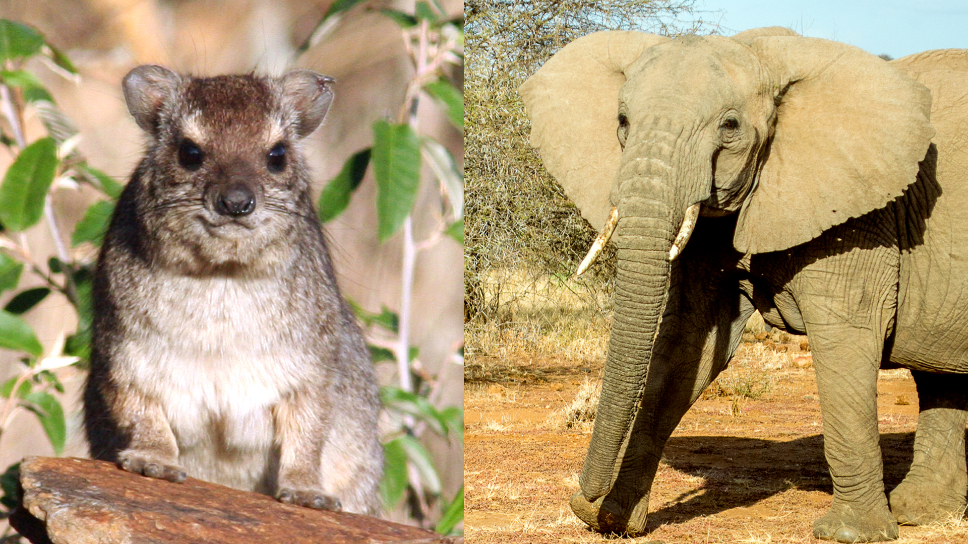 Kissing Cousins: The Hyrax and The Elephant | Explore