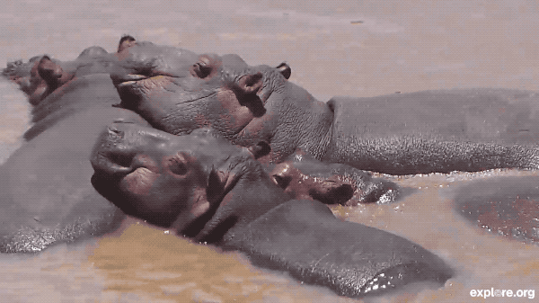 Hippo Family Snuggles