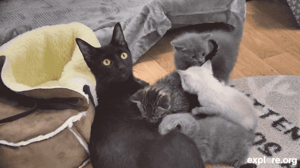 Kitten Rescue New Litter