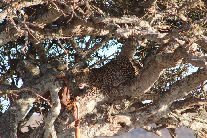 A young leopard stashes a  carcass high in a Boscia tree on Loisaba Conservancy, Kenya 