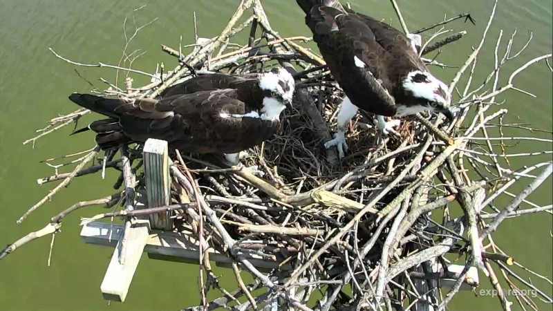 Osprey_Tom and Audrey_CamOp Mika_3.29.18