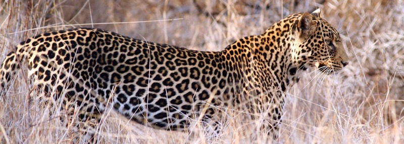 leopard_banner
