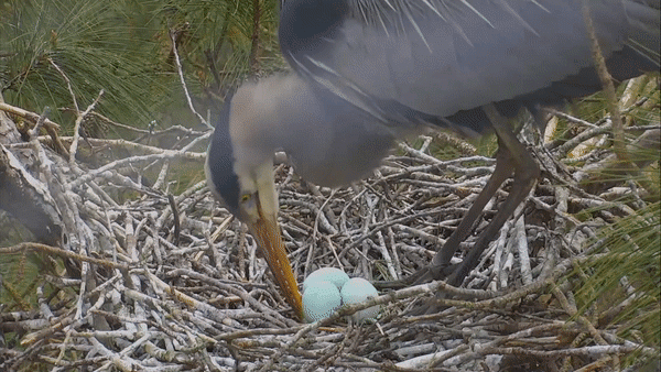 blue herons three eggs