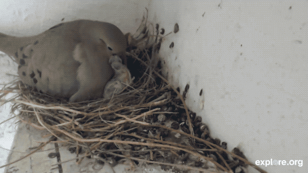 dove hatchlings