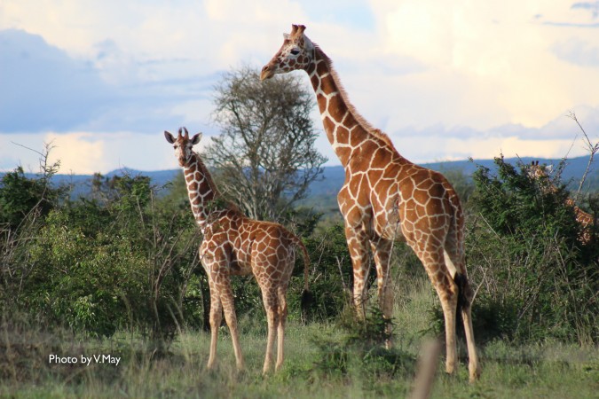 A newborn giraffe calf  stands at nearly 7ft tall