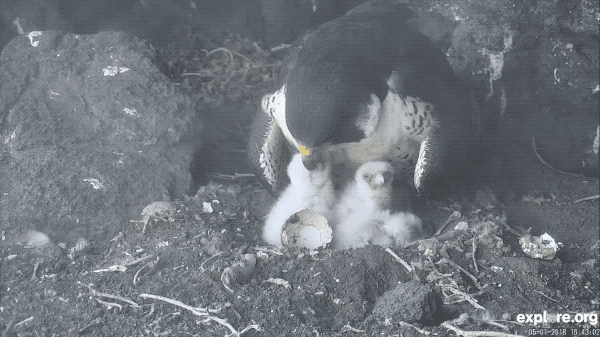 Anacapa Peregrines Newly Hatched Chicks