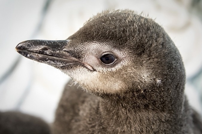 20130727_AOP_penguinCh#FBC6 (2)