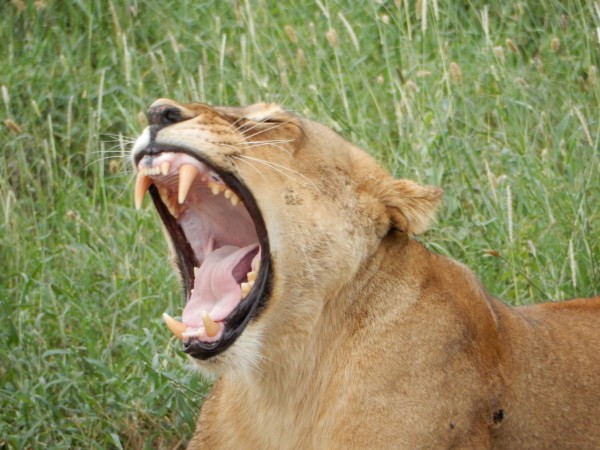 Yaaawn. A female lion. Photo Credit - Wilson Nderitu