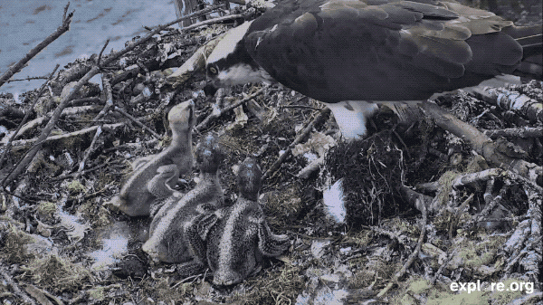 HI Osprey Chicks
