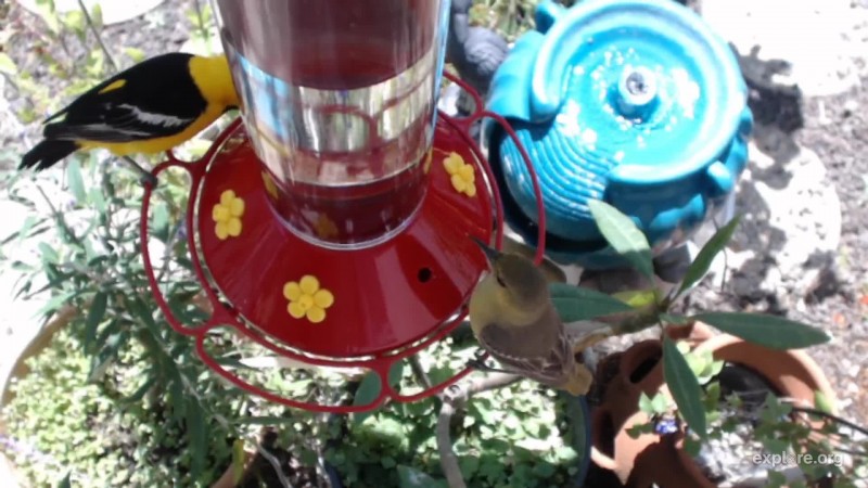 Hummingbird Tree_Kathy McCreary_6.12.18