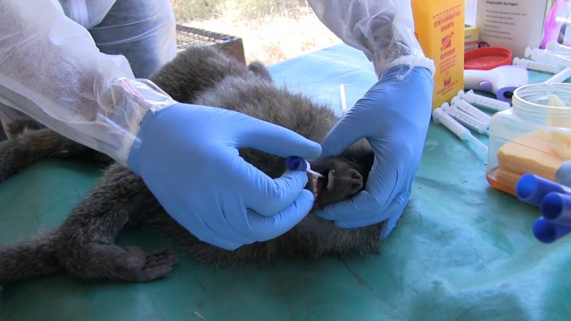 Baboons: Collecting samples at Mpala