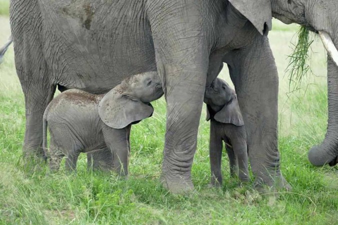 Baby Elephant Twins Born in Kenya! | Explore