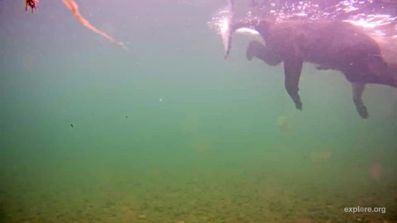 One of 435 Holly's yearlings swimming with a salmon in their mouth