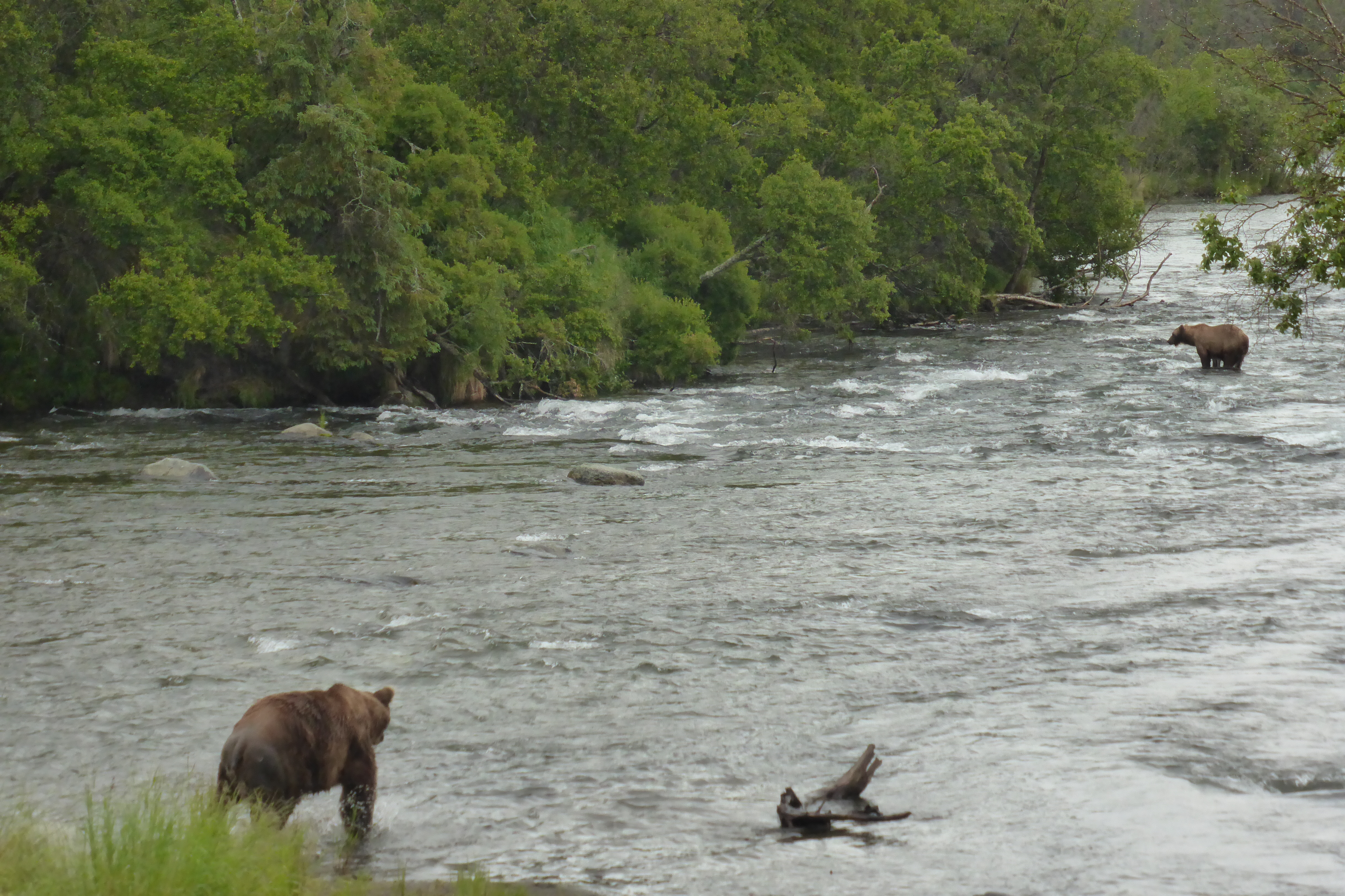 How does a bear family breakup? | Explore