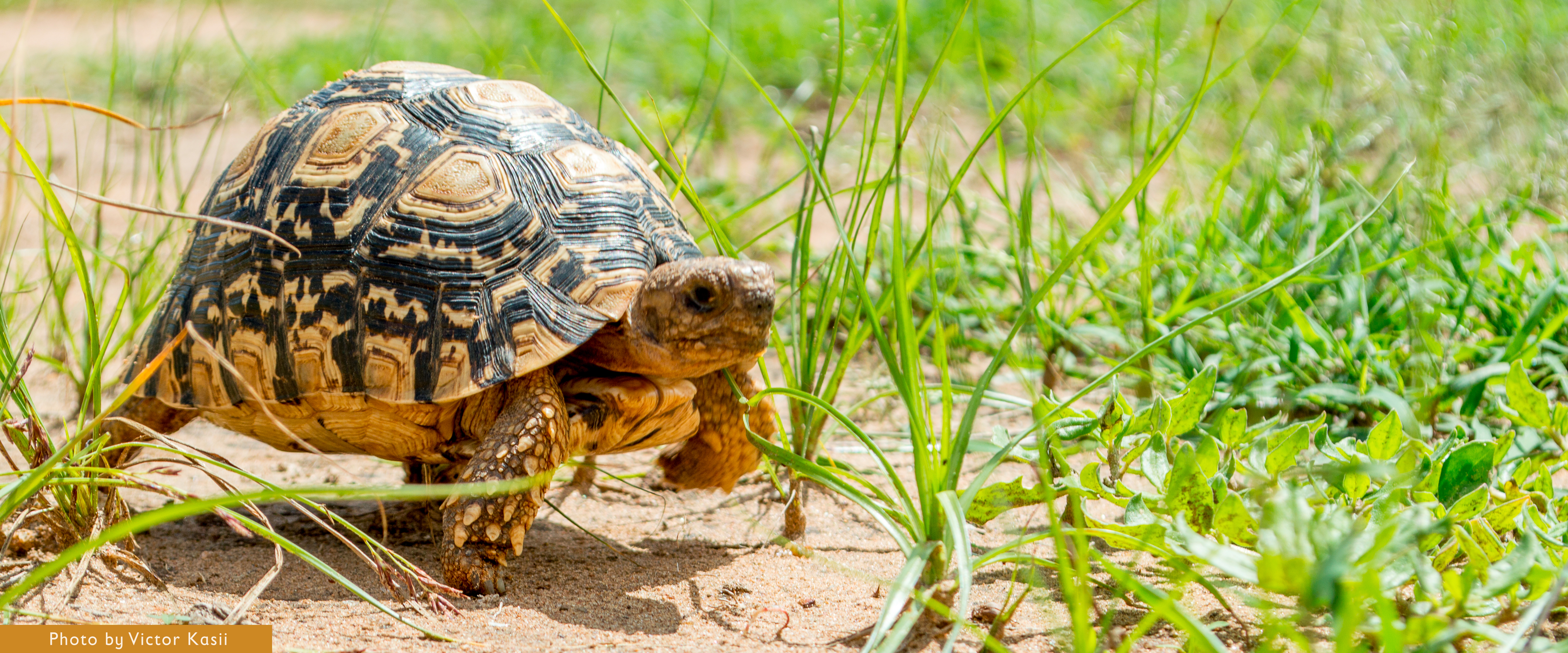 All About The Leopard Tortoise Explore,Purple Chinese Eggplant Recipes