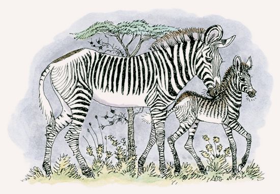 grevys zebra pronunciation
