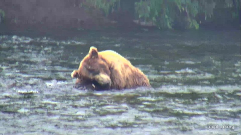 32  Chunk napping in the river Snapshot by Krayonz