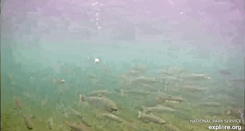 salmon on underwater cam_3_07242018