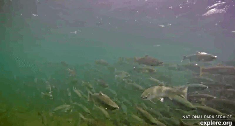 salmon on underwater cam_4_07242018