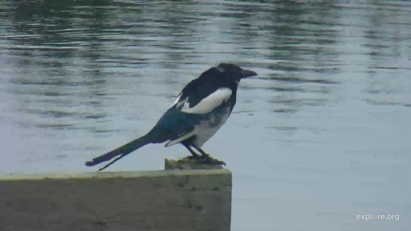 Magpie Snapshot by LaniH