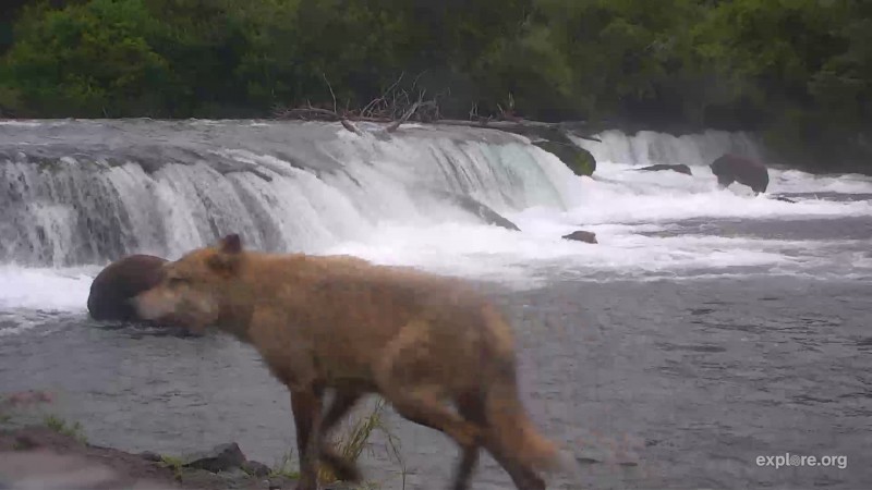 wolf walks by falls low cam Snapshot by CamOp Kathy