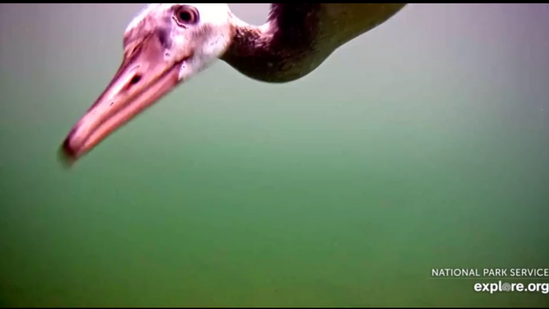 Merganser up close on the UW cam Screen shot by LaniH