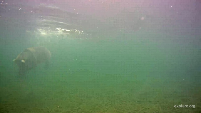 A bear dives to retrieve a dead salmon Snapshot by mtnlovingal