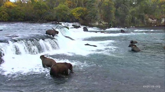 lots of bears still at the falls Snapshot by LaniH