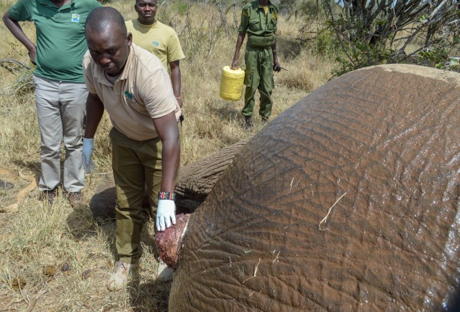 Dr. Mijele checks on the elephant soon after it was turned over. Photo by Rebecca Composto
