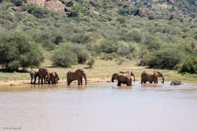 An elephant family at a watering hole on Mpala