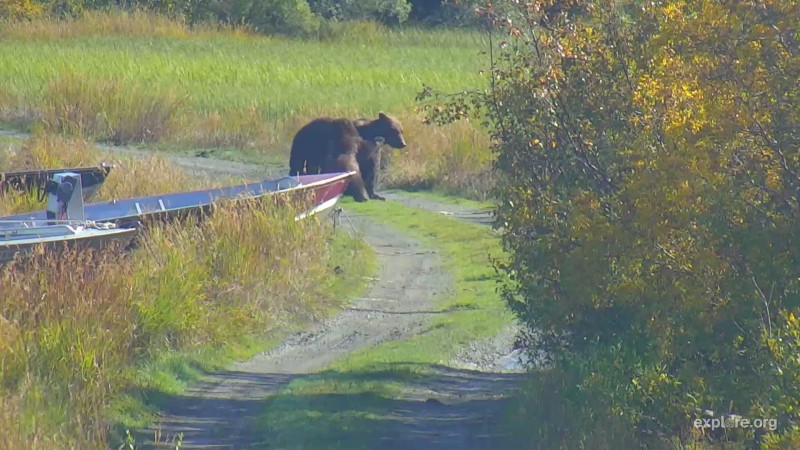 132 and coy playing on spit road Snapshot by jwss