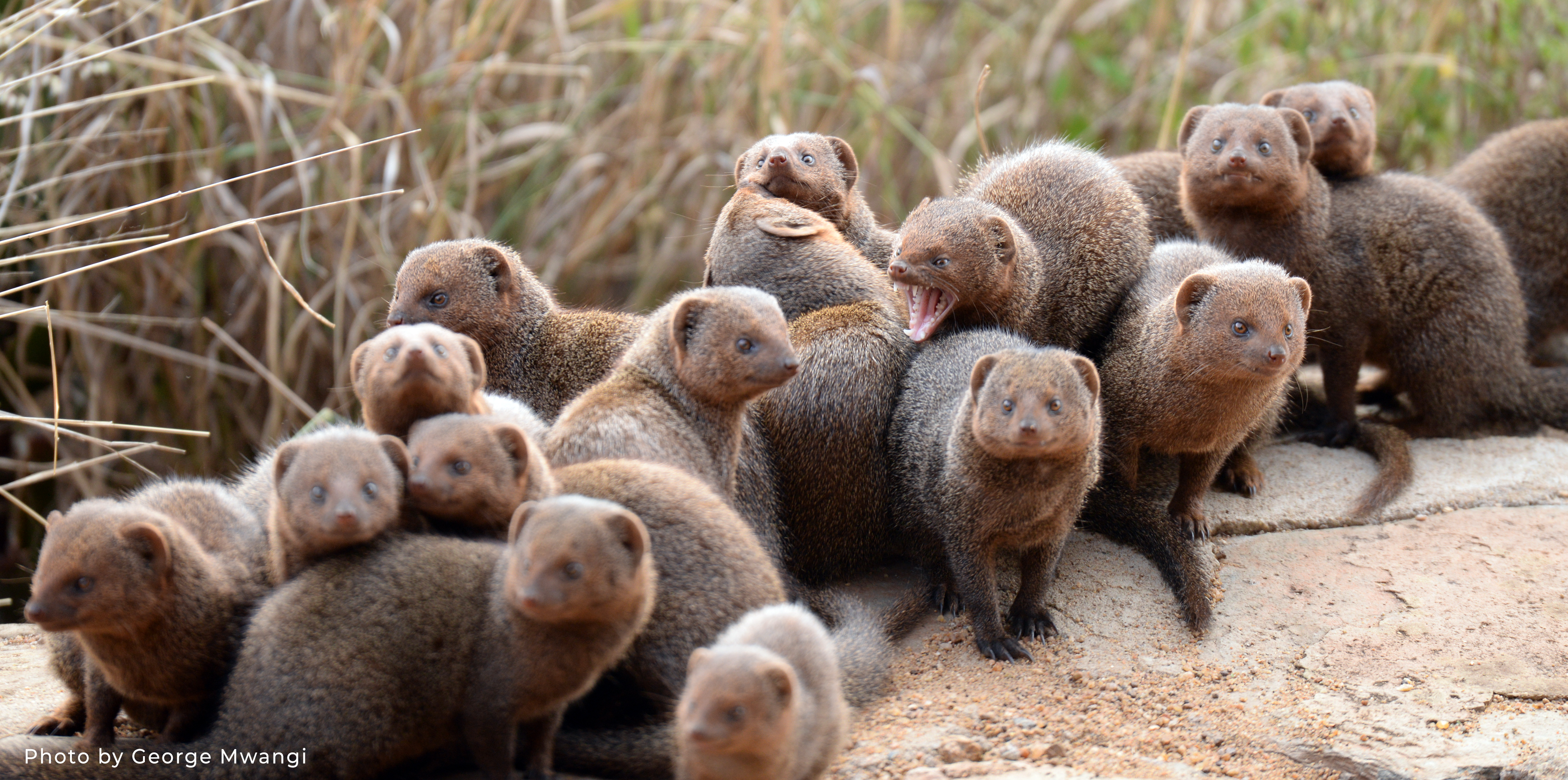 Задняя втулка mongoose