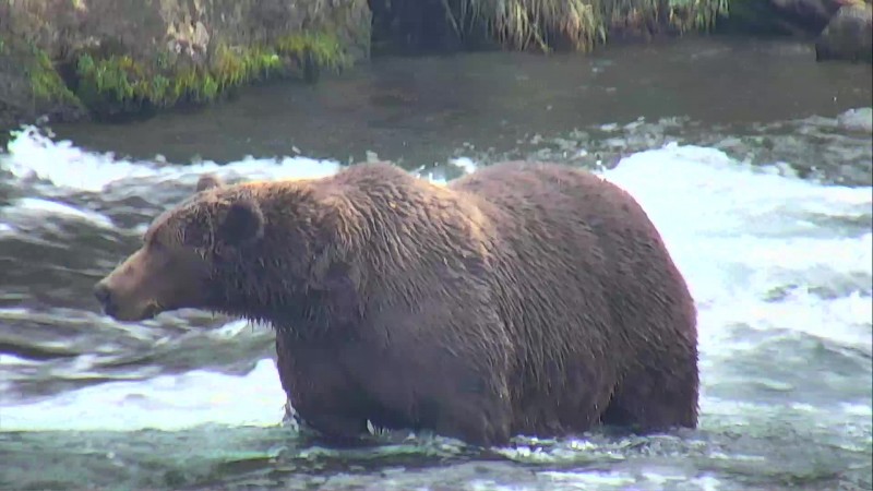 Bearcam Week in Review October 5 | Explore