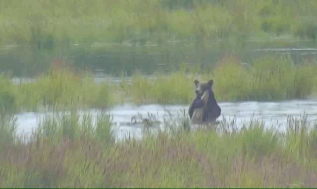 bear plays with log_08152018
