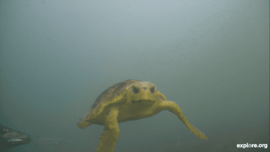 Sea Turtle Stares Down Cam