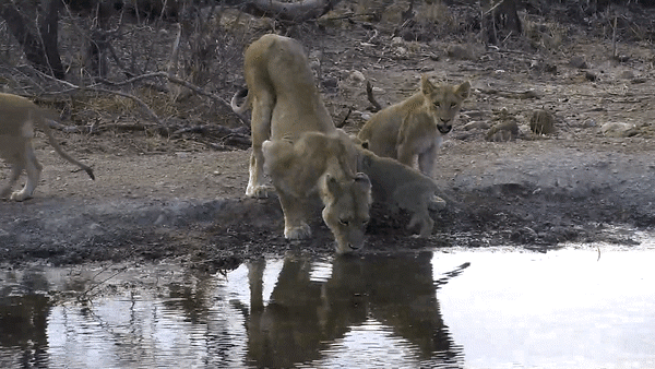 africam lions drinking