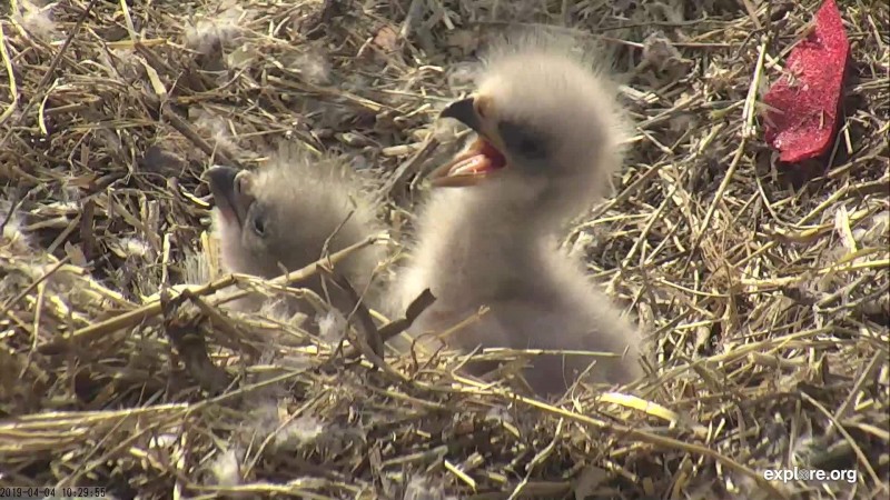 Eagles_Two Harbors_Two Eaglet_CamOp Tiny Eagle_4.4.19