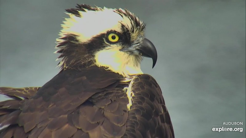 Osprey_HI_CamOp Arya_4.7.19