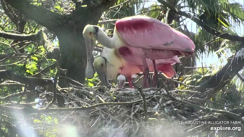 Spoonbill_First chick_Heronville_4.8.19