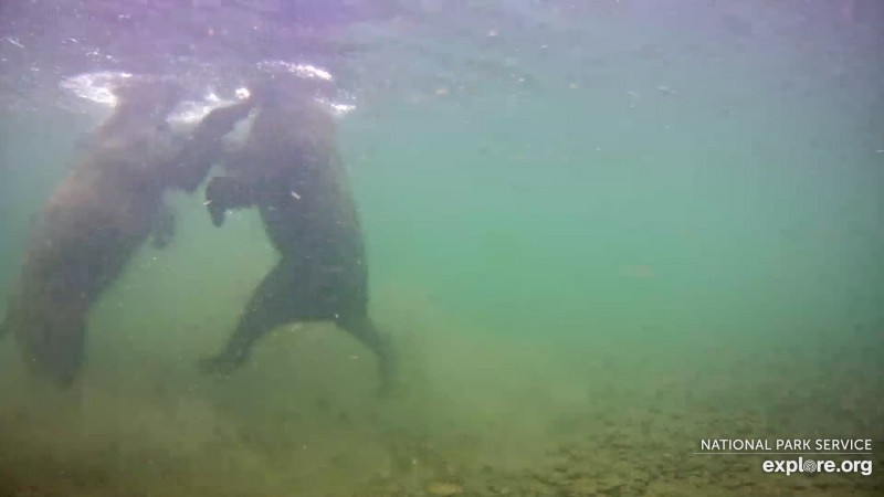 Subadults play near the underwater cam Snapshot by Bookmom