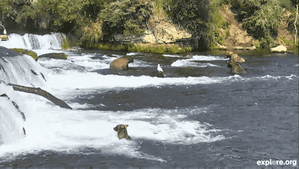 Salmon Jumps Over Subadult Bear