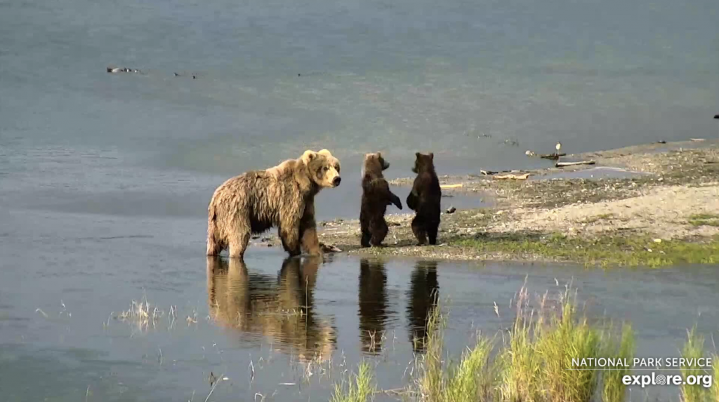 BEHIND THE LIVE CAMS OF EXPLORE ORG visual data 7