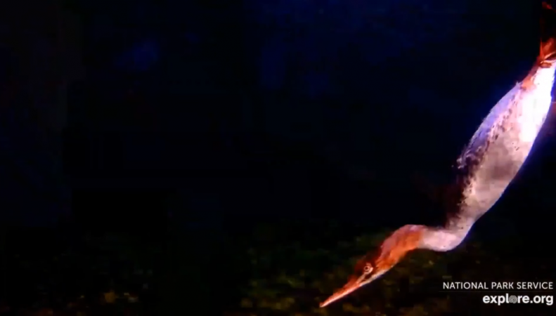 Merganser dives near UW cam Screenshot by LaniH