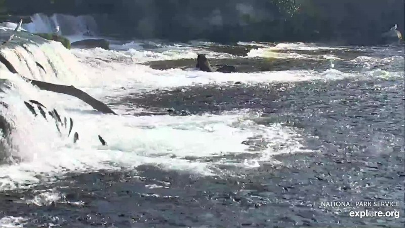 Lots of salmon jumping the falls Snapshot by LaniH