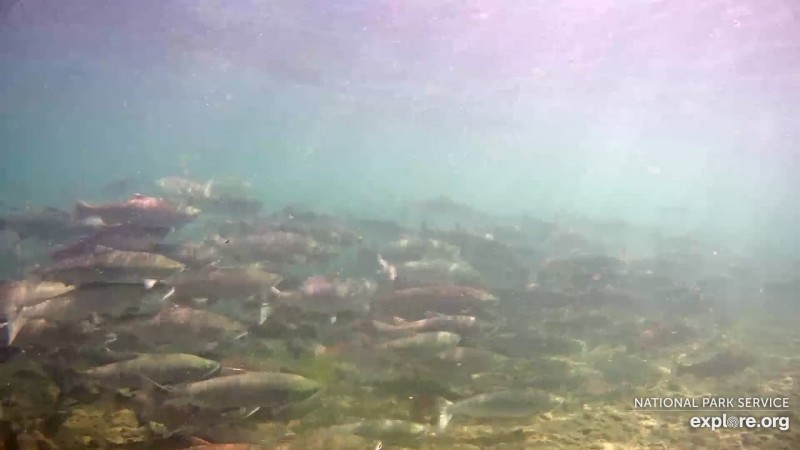 salmon schooling near the underwater cam Snapshot by Bookmom